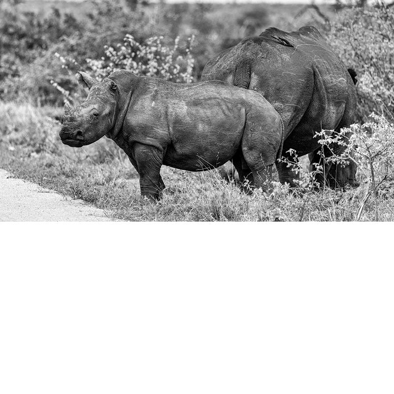 Baby neushoorn bij mama