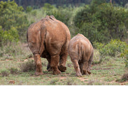 baby neushoorn en mama samen op pad