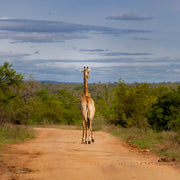 Giraffe jogt over de weg