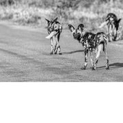 Wilde honden