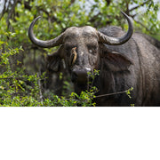 Buffel met vogel