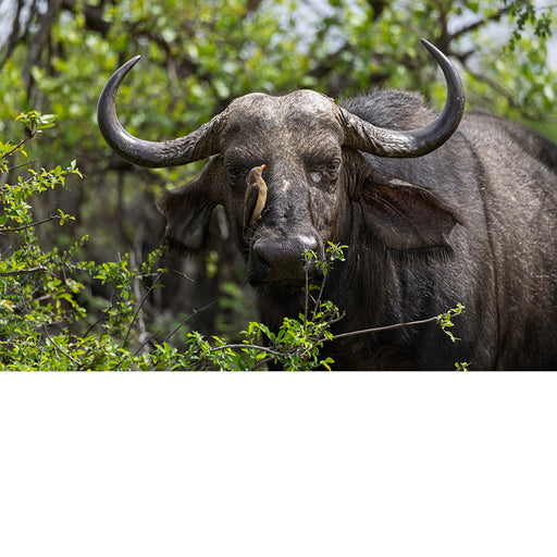 Buffel met vogel