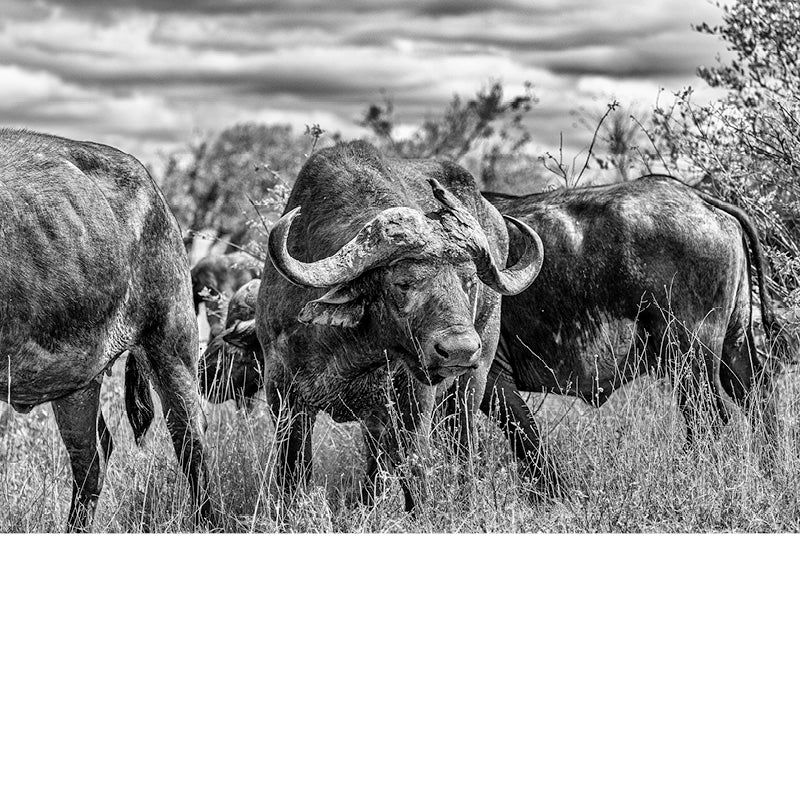 Buffel in kudde