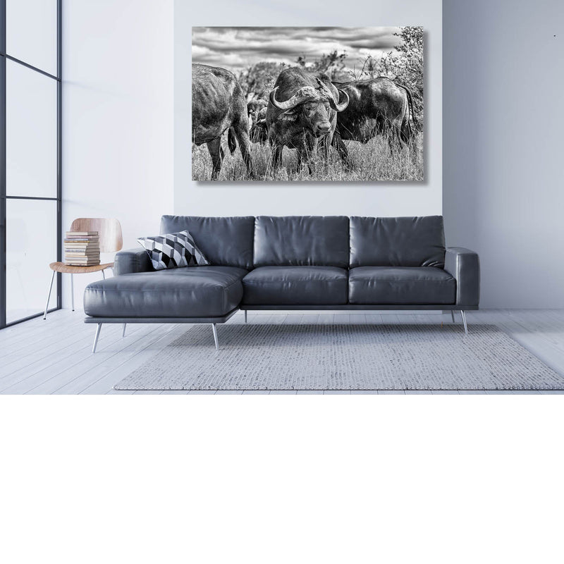 Buffel in kudde
