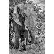 Olifant tegen een boom