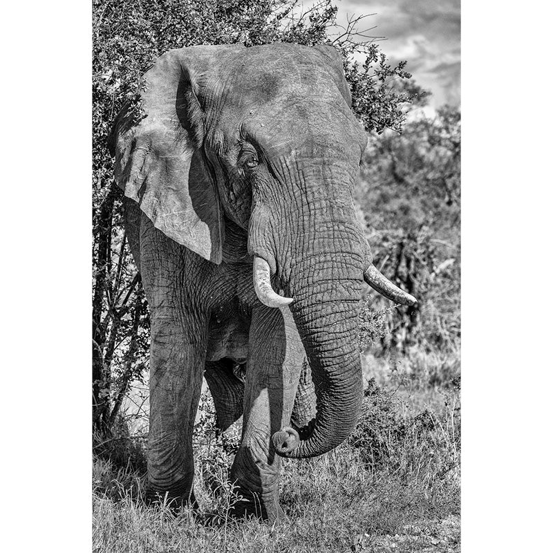 Olifant tegen een boom