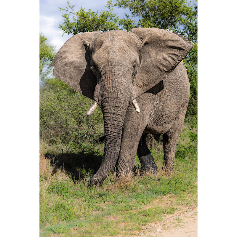 Olifant
