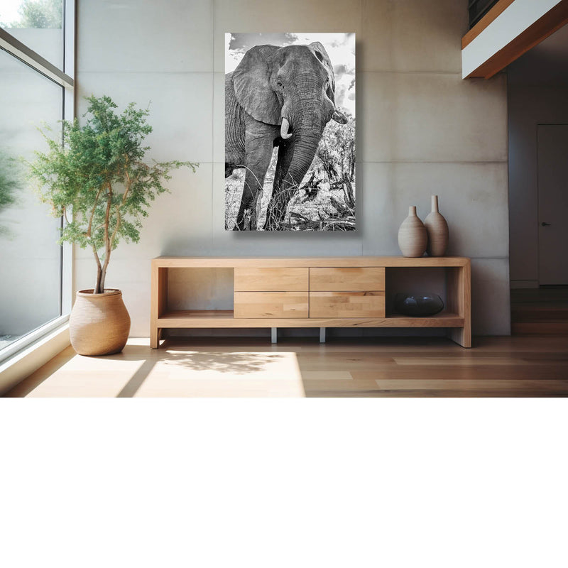 Olifant (Zwart-wit)