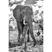 Olifant