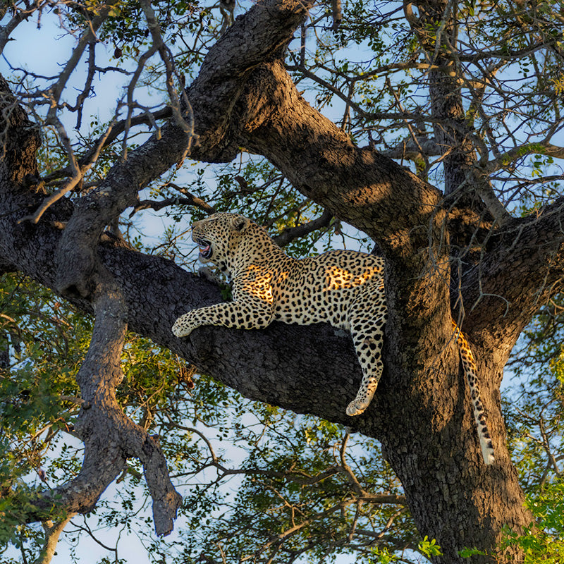 Jaguar in een boom