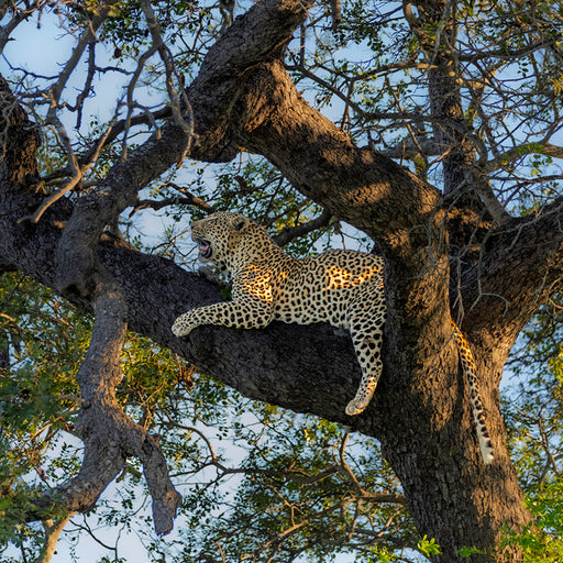Jaguar in een boom