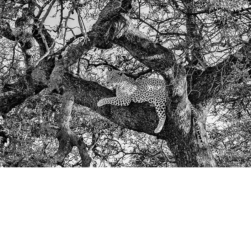 Jaguar in een boom