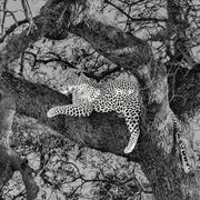 Jaguar in een boom