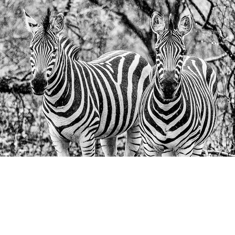 Twee zebra's kijken in de camera