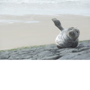Een zeehondje rust uit en ligt zich met het buikje in de zon. Bij hoog tij zwemt hij weer het water in. 