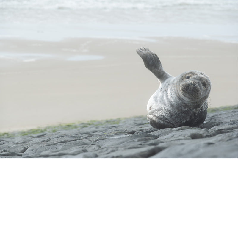 Een zeehondje rust uit en ligt zich met het buikje in de zon. Bij hoog tij zwemt hij weer het water in. 