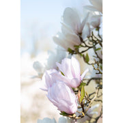 Magnoila, bloemplantengroep die vermoedelijk 100 miljoen jaar geleden is ontstaan 