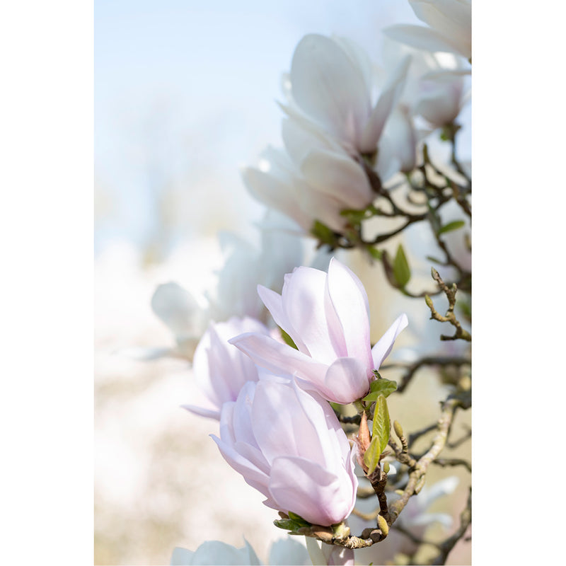 Magnoila, bloemplantengroep die vermoedelijk 100 miljoen jaar geleden is ontstaan 