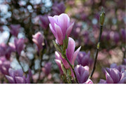 Magnoila, bloemplantengroep die vermoedelijk 100 miljoen jaar geleden is ontstaan 