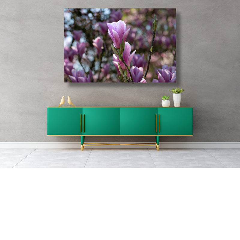 Magnolia in al zijn pracht