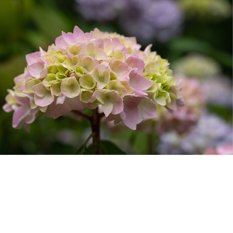 Hydrangea,afgeleid van Grieks 'hydor' (water) en angeion (vat)