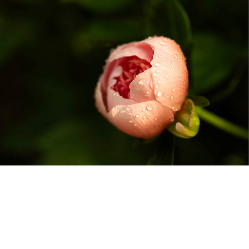 Pioen, pioenroos,Paeonia,Paieon was de god van de genezing in het oude Griekenland