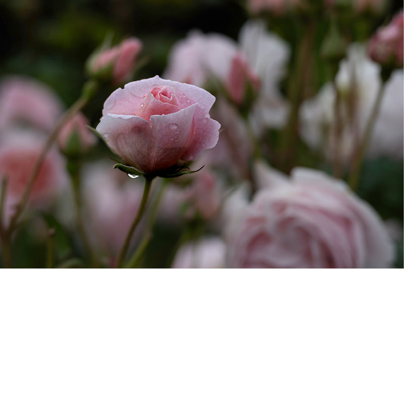 Lichtroze roos: geluk, bewondering, dankbaarheid, elegantie, romantiek, sierlijkheid