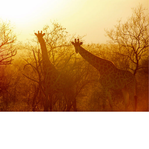 Twee nieuwsgierige giraffen kijken in de camera.