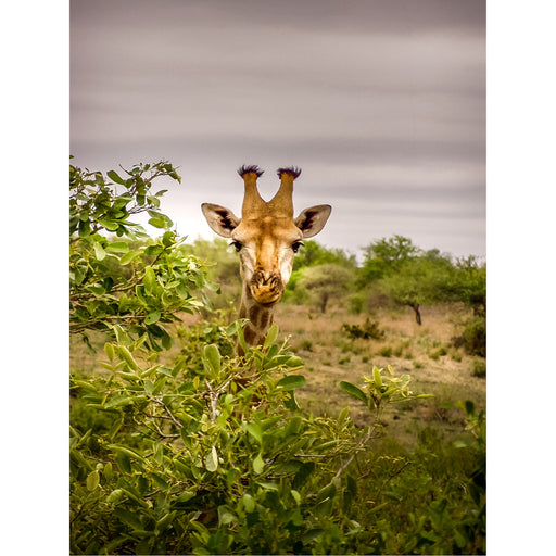 Een giraf steekt zijn kop uit bovben de bomen.