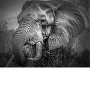 Een indrukwekkend portret van een Afrikaanse olifant.