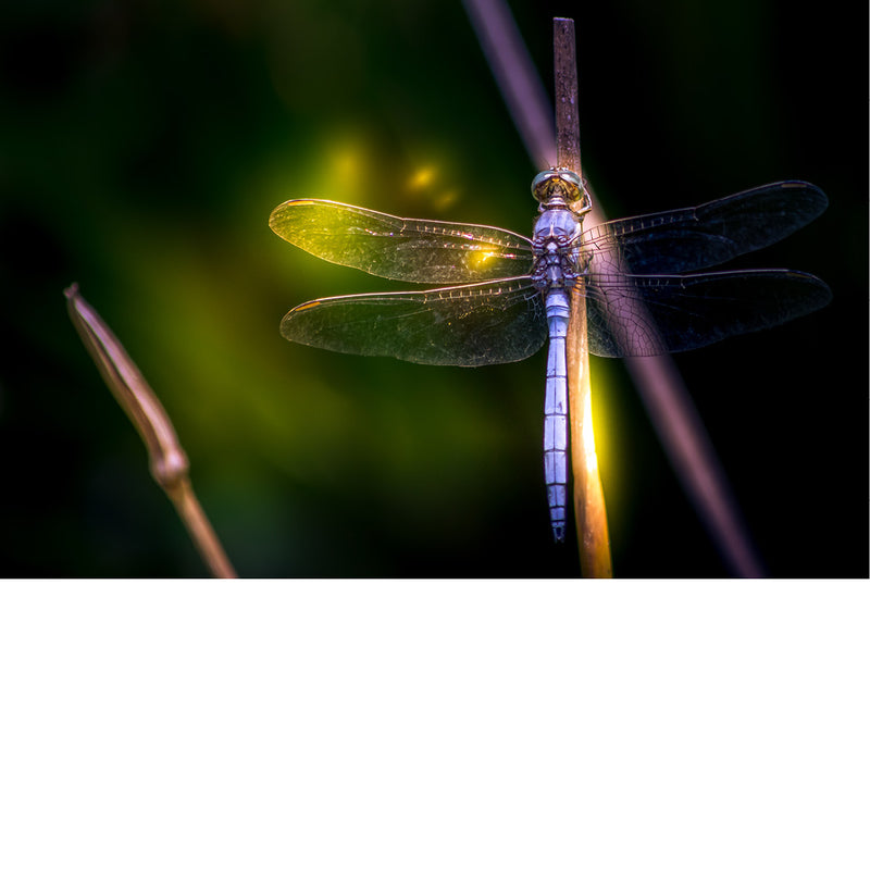 De belichting maakt van deze libelle haast een regenboog.