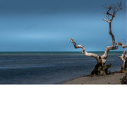 Het contrast tussen de dode boom en de zee vol leven is indrukwekkend.