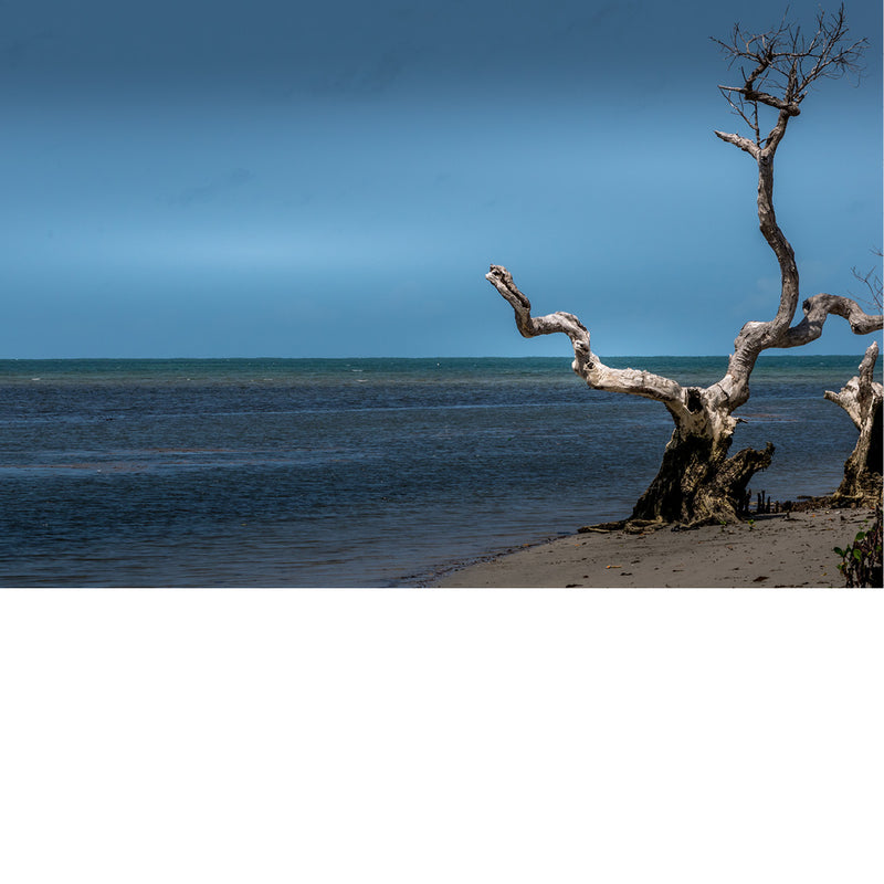 Het contrast tussen de dode boom en de zee vol leven is indrukwekkend.