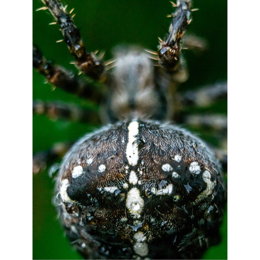 Dit is wel erg dichtbij deze kruisspin. Mooi? Of angstaanjagend?