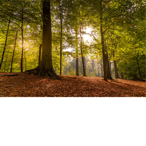 Een rustig beeld van groene bomen, de bosvloer en een straaltje zon.