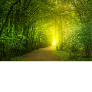 Dit beeld van een bos lijkt wel te stralen!