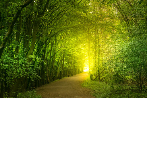 Dit beeld van een bos lijkt wel te stralen!