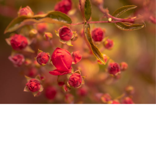 Knoppen van de Damasceense roos (Rosa damascena), een hybride roos die bekend staat om haar geurige bloemen.
