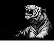 Deze tijger laat zien hoe stoer hij is. Nog sterker in zwart-wit.