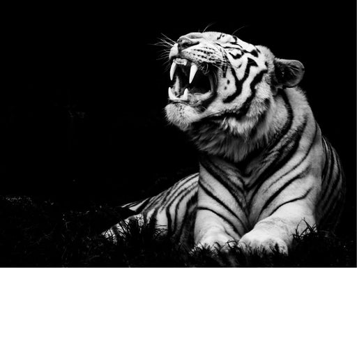 Deze tijger laat zien hoe stoer hij is. Nog sterker in zwart-wit.