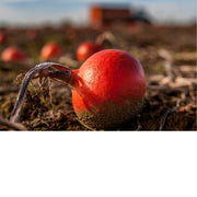 Deze pompoen ligt klaar om geoogst te worden.