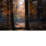 Dit herfstige bos wordt opgelicht door de zonnestralen.