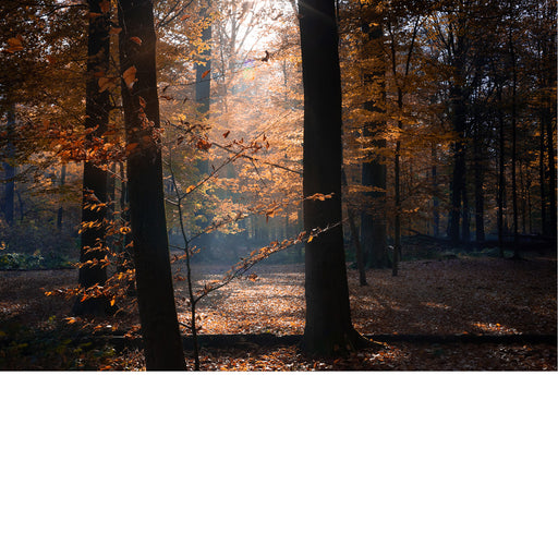 Dit herfstige bos wordt opgelicht door de zonnestralen.