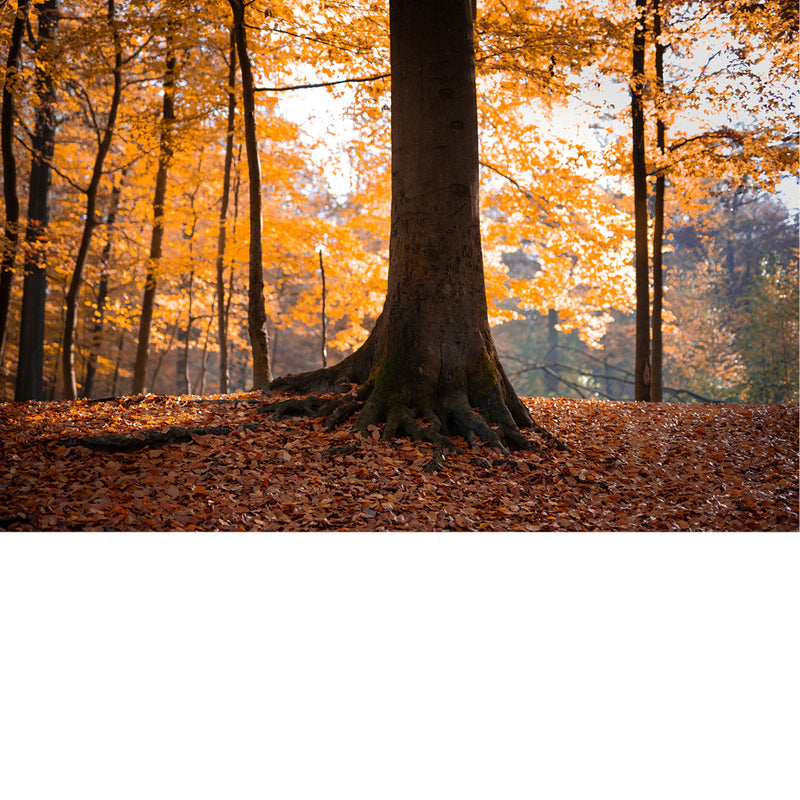 De bomen lijken wel gouden blaadjes te hebben tijdens de herfst.