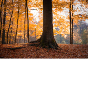 De bomen lijken wel gouden blaadjes te hebben tijdens de herfst.