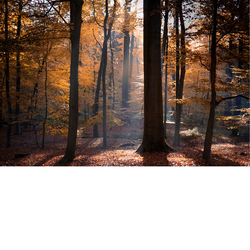 Dit herfstige bos wordt opgelicht door de zonnestralen.