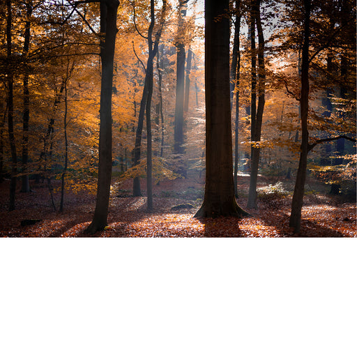 Dit herfstige bos wordt opgelicht door de zonnestralen.