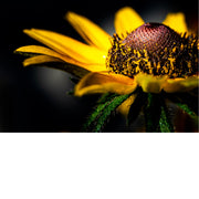 De bloem is een Rudbeckia hirta, ook bekend als Zonnehoed of Black-eyed Susan.
