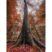 Deze grote boom is erg imposant wanneer je ervoor staat.