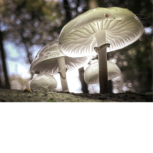 De porseleinzwam groeit voornamelijk op dode of rottende beukenbomen en is te vinden van de late zomer tot de late herfst. 